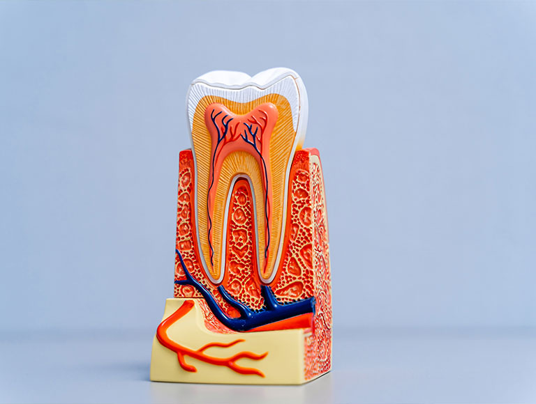 Understanding Root Canal Therapy